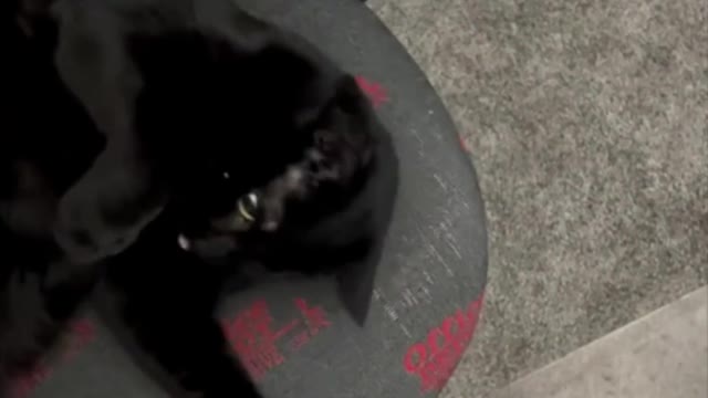 Adopting a Cat from a Shelter Vlog - Precious Piper Doing Her Stretches on the Office Chair #shorts