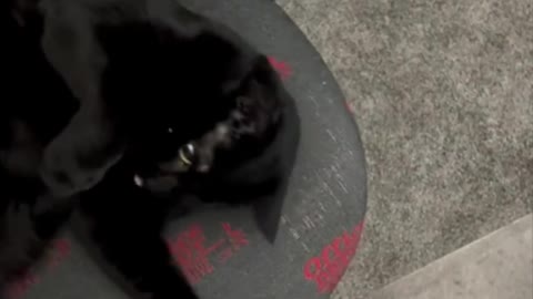 Adopting a Cat from a Shelter Vlog - Precious Piper Doing Her Stretches on the Office Chair #shorts