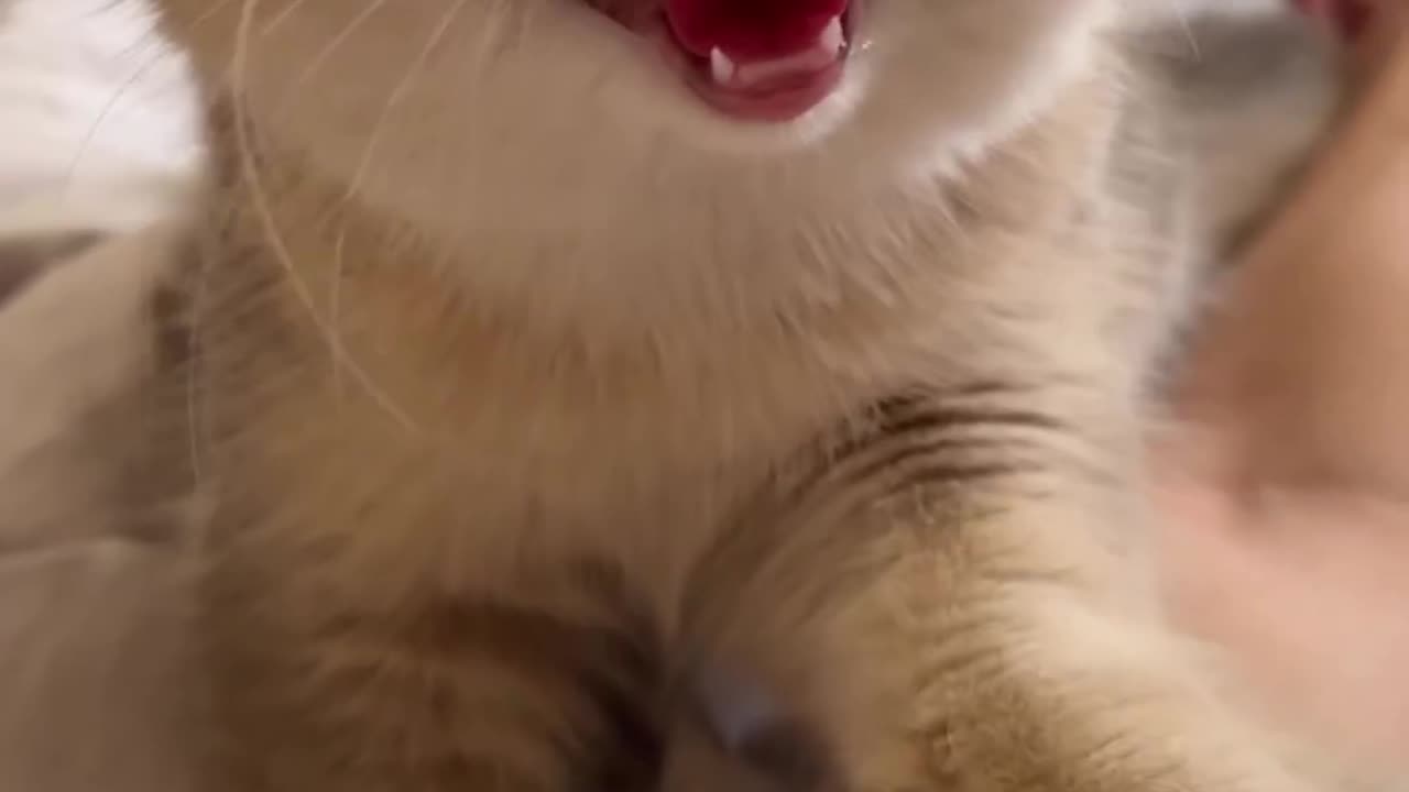 Funny video