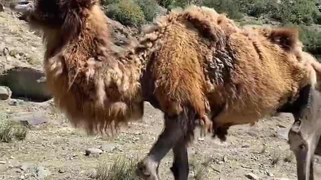 The camel