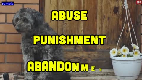 14 Signs Your Dog Doesn’t Love You (Even if You Think They Do)_p8