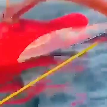blue whale back flipped