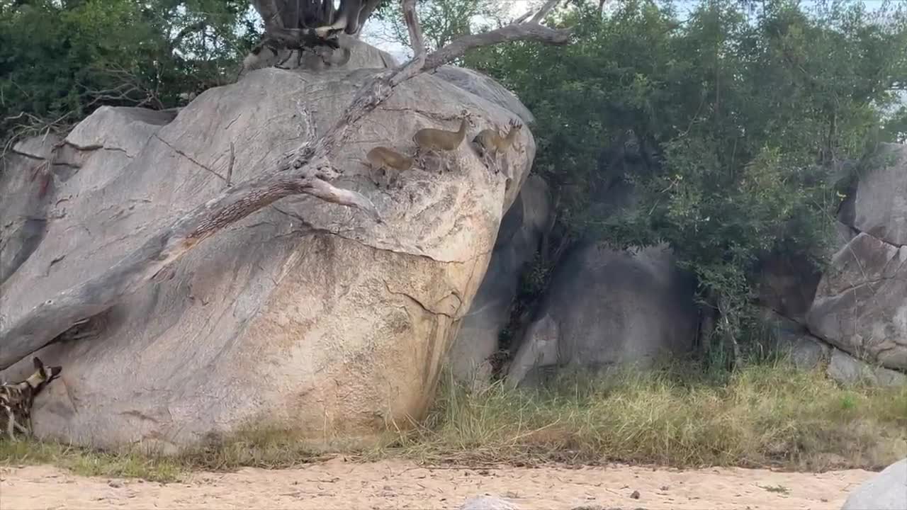 Wild dog and klipspringer