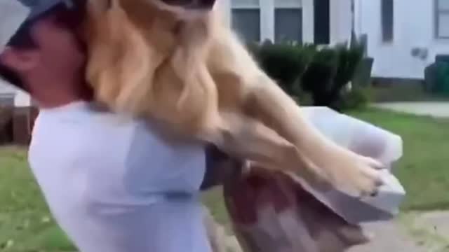 Funny dogs