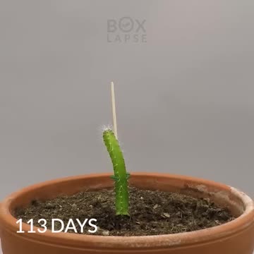 113 Days In 33 Seconds - Dragon Fruit Cactus