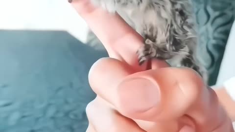 World_s smallest monkey _hrmahto _love