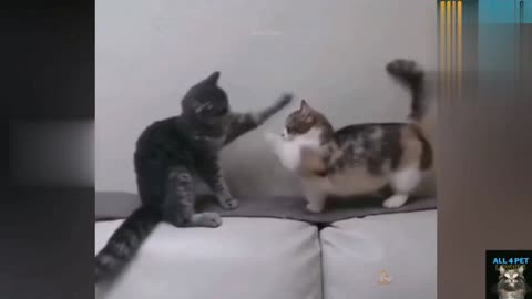 Cute 😹😹🤣_ Funny Cat Videos Compilation 😹🐶😿😾_ 04 _ All 4 Pet Lovers(720P_HD).