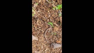 Baby Copperhead