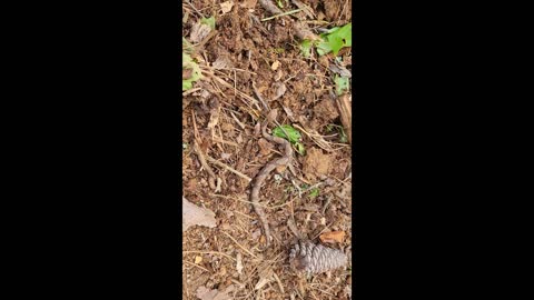 Baby Copperhead
