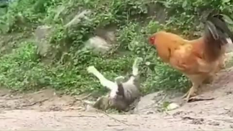 Funny videos