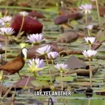 Why Does This Bird Has More Than 2 Legs?!