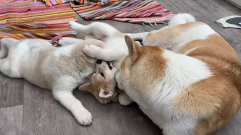 Akita pups snarling