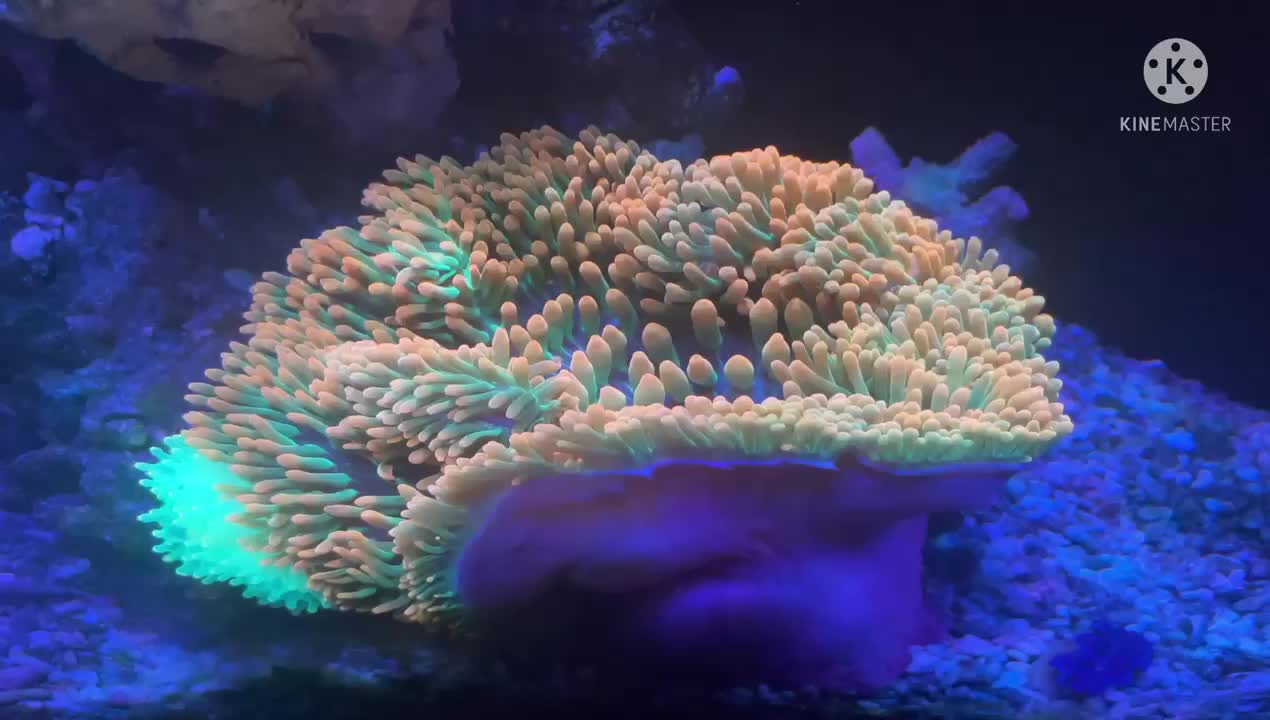 Actiniaria - HẢI QUỲ | NANO REEF 360