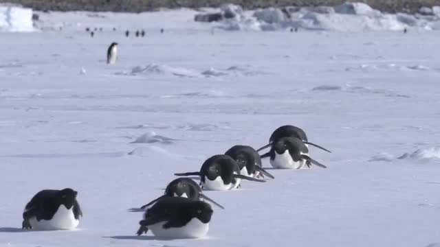 Formation Flying 🛩️🛩️🛩️🛩️ Formation Tobogganing 🛷🛷🛷🛷 Why don't they go straight 🤔