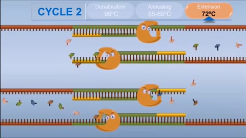 PCR technique