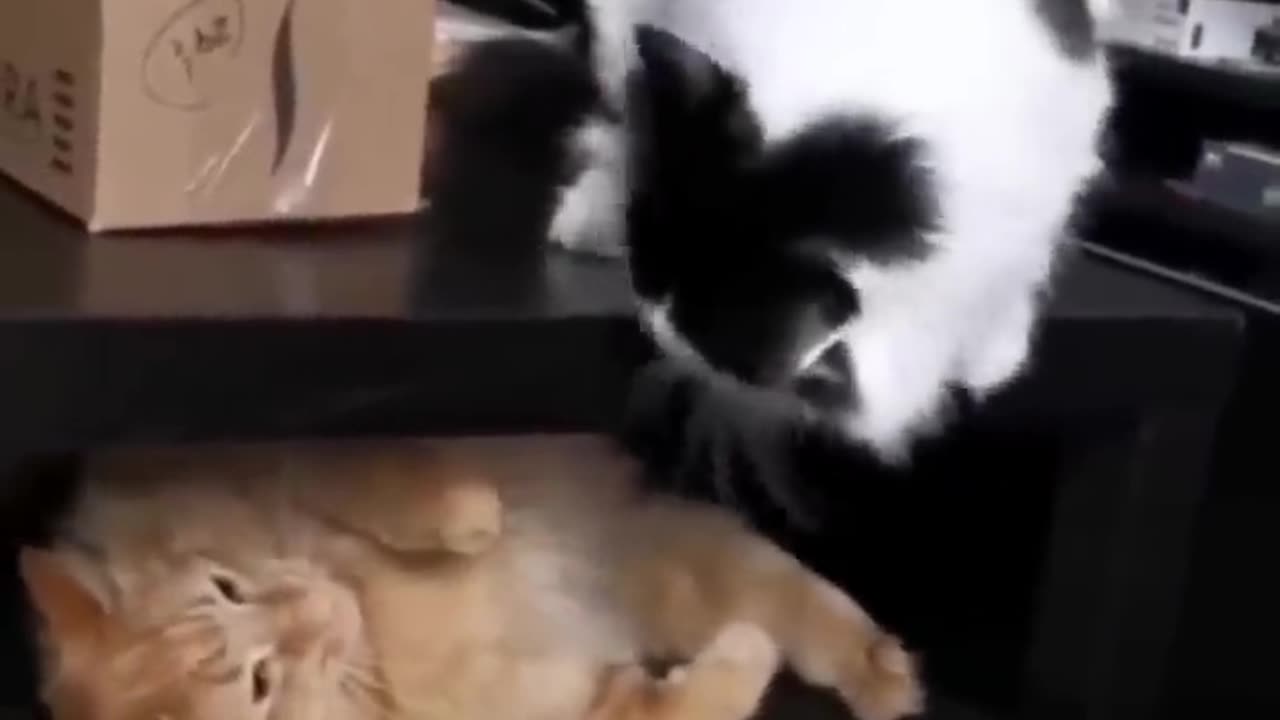cutest cats and dogs funny moments!