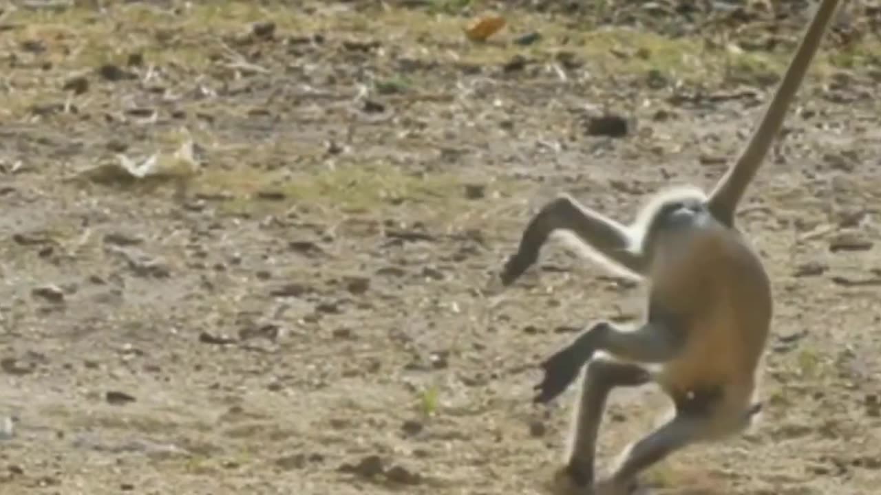 Funniest Monkey - cute and funny monkey videos (C
