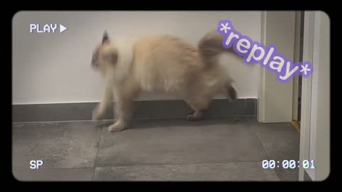 Funny Cat
