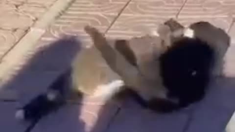 Cat fiting funny video 🤣🤣🤣 PART 2