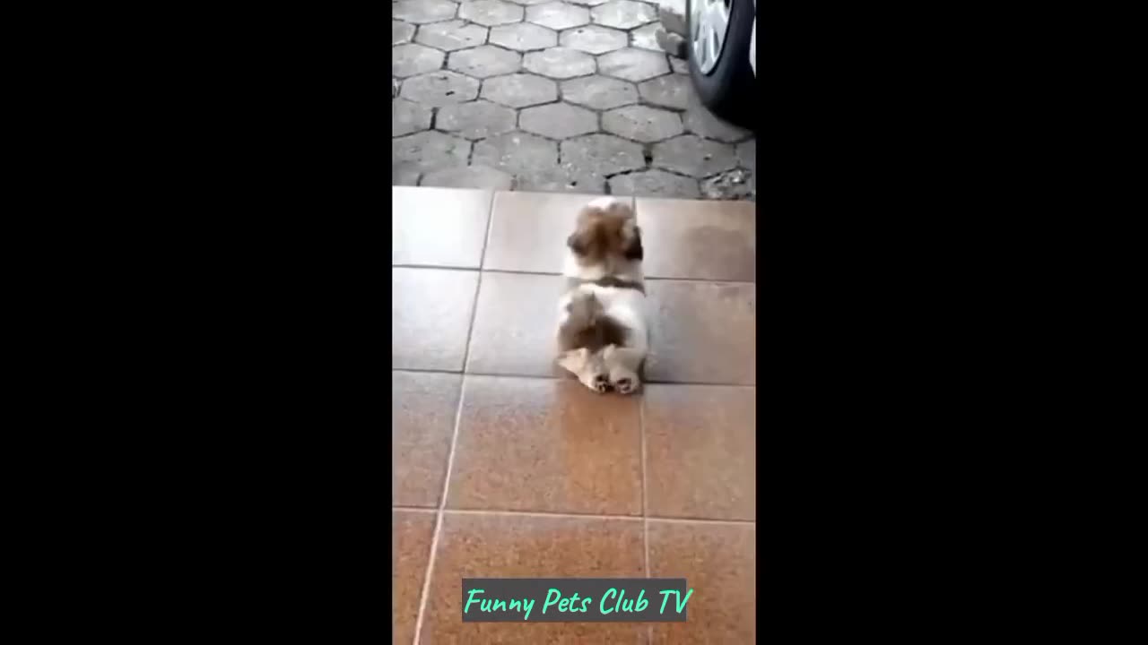 Funny Animal Videos 🤣 Funniest Cats and Dogs Videos 2024 😅