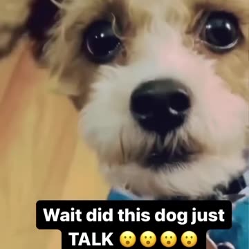 MUST WATCH, Try not to laugh