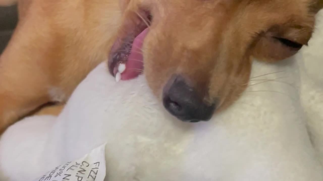 Little Dog Slowly Wakes Up After Sleeping on Teddy Bear