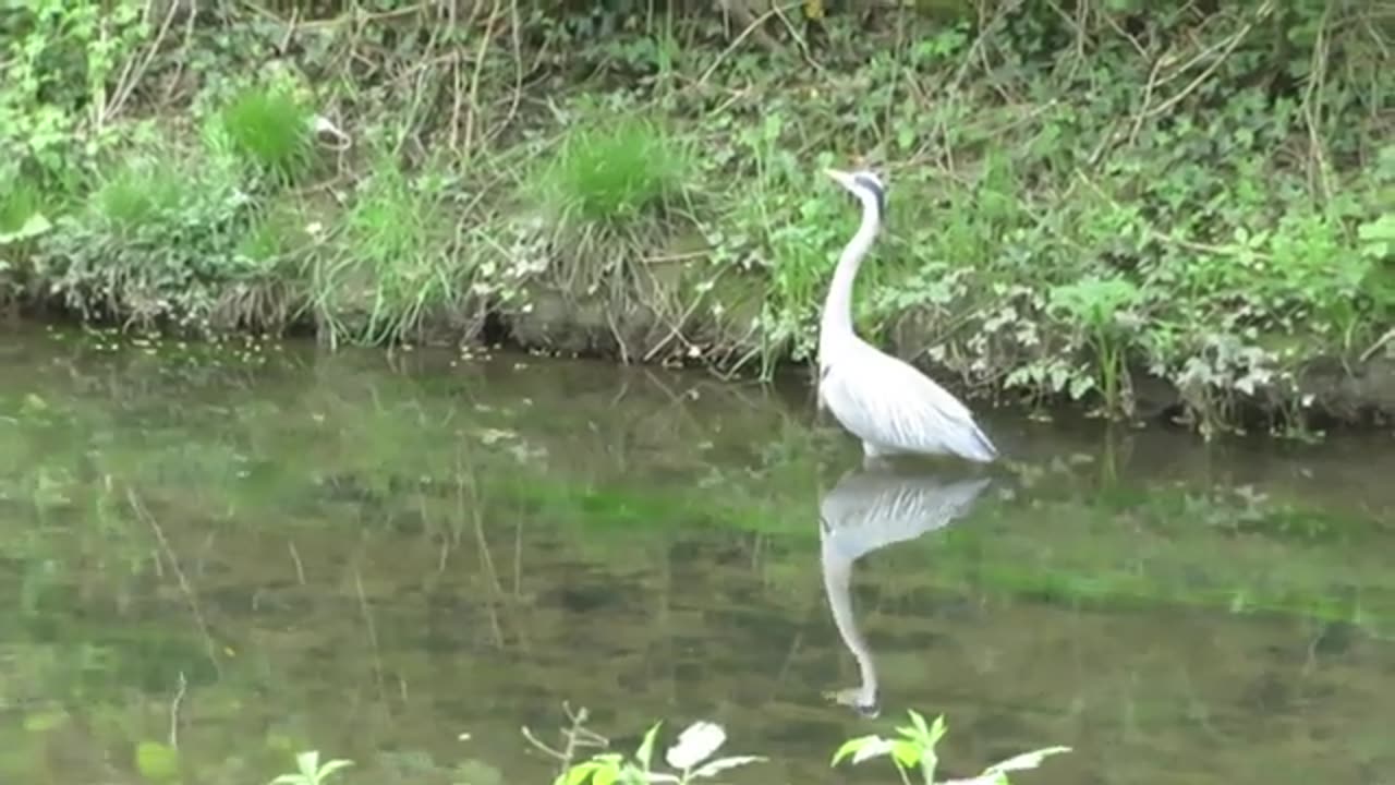 Grey Heron Wading