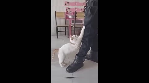 The funniest video of the week