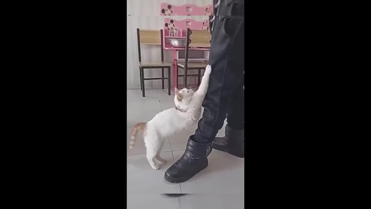 The funniest video of the week
