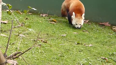 World's Weirdest Animals: Red Panda