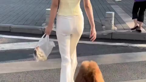 a dog walking like a human