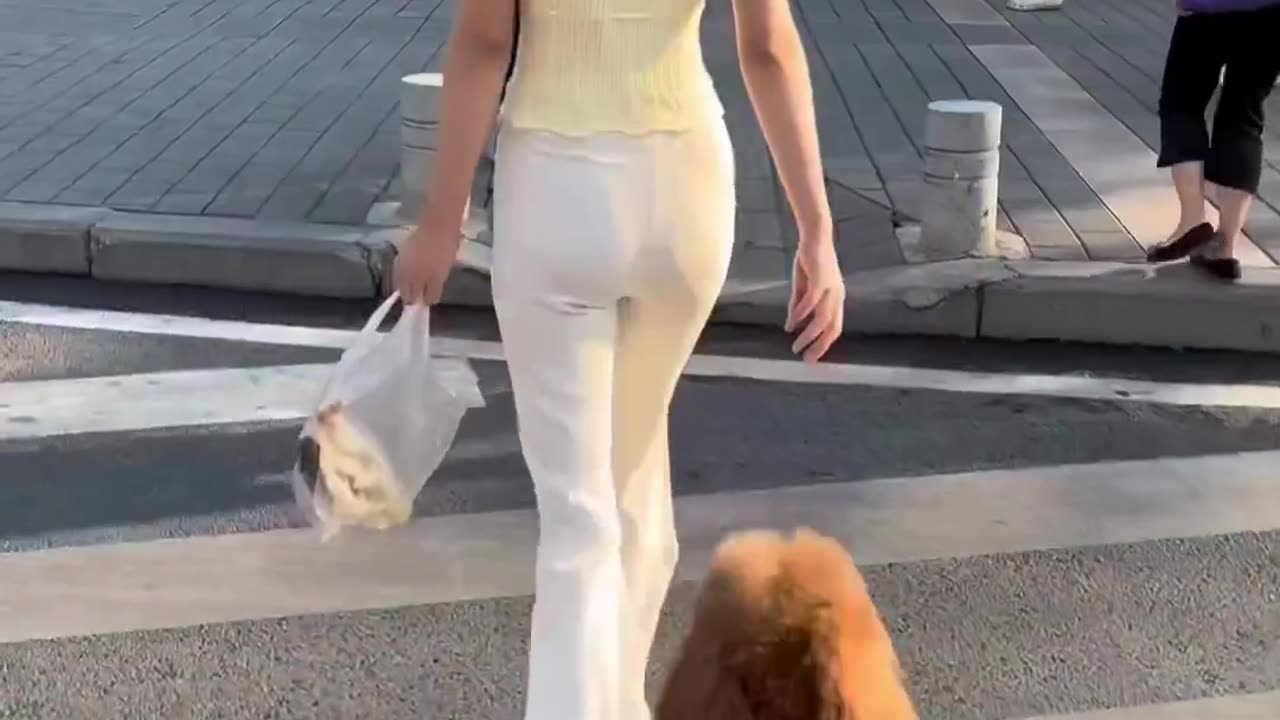 a dog walking like a human