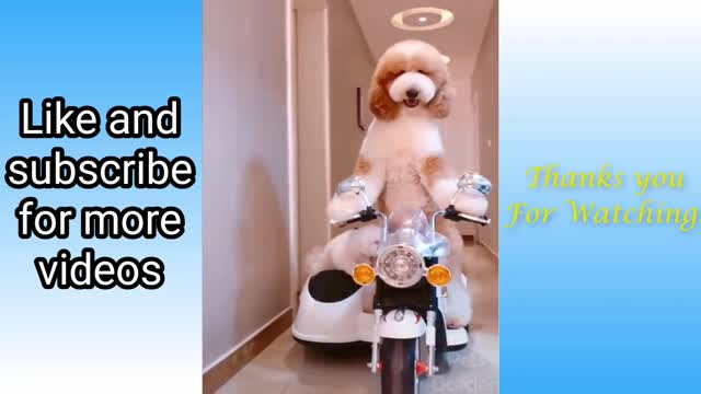 Cute dog bike riding funny video/#Entertenment774 / #dog #bike riding #funny dog