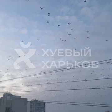 They Are Leaving Russia By the Flock.