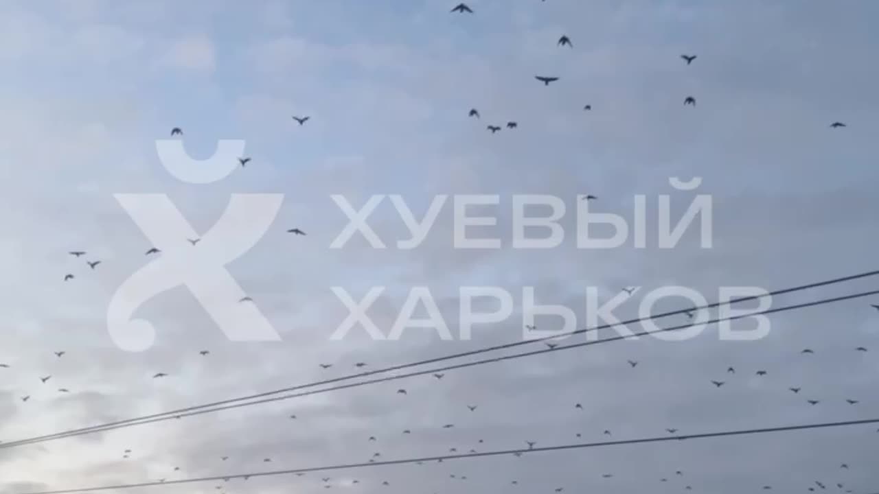 They Are Leaving Russia By the Flock.
