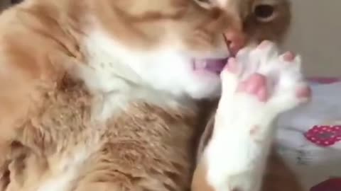 Cute baby animals 😍 cat and dog 🐕