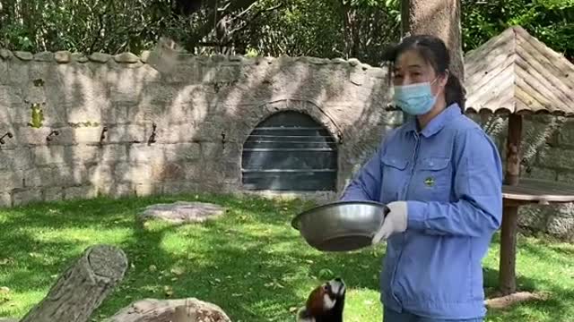 The red panda
