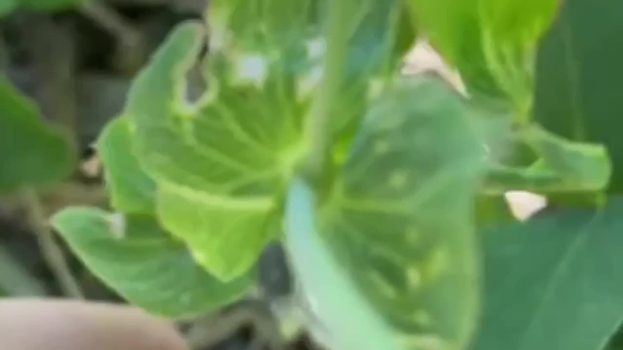 #shorts Baby green #spider 🕷️ running & faking death to escape a callous hand ✋ #foliageplant #trap