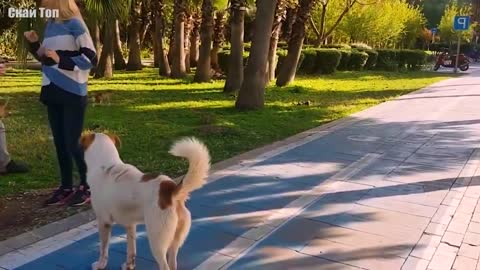 CATS VS DOGS! When the bride's cats are the strength...