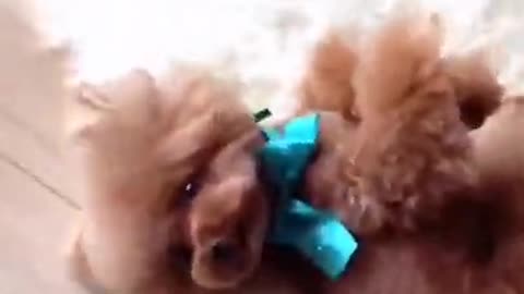 Cute puppies