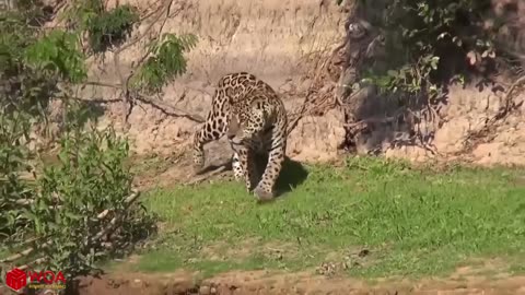 Crocodile vs The leopard | Who will Win?