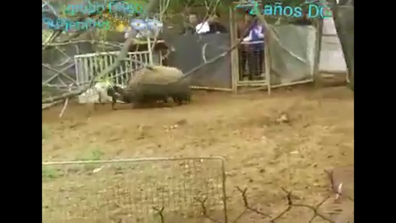 Dogos vs Boars