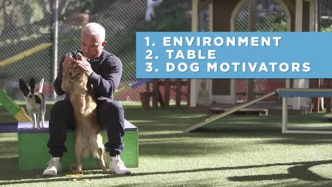 How to teach your dog Anything