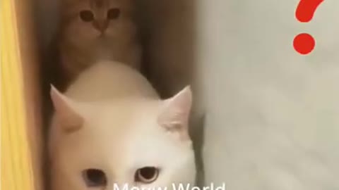 Funniest cats ever