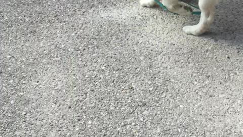 Cute Puppy Takes Best Friend for a Walk