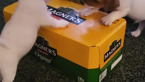 Mini Jack's Investigate Box of Magners 🥰