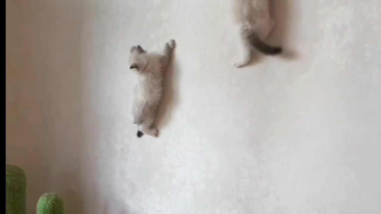 Cats amazing reaction