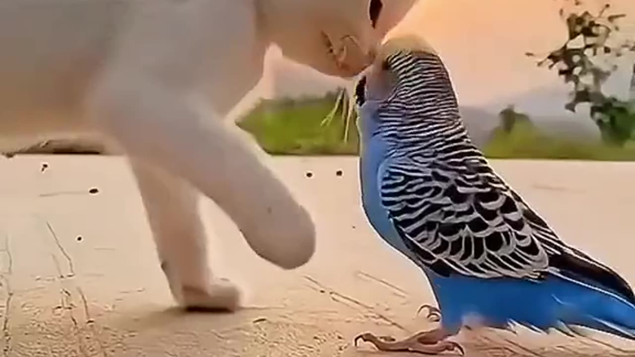 Cat sound effect and caring parrot funny video 2023