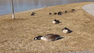 Geese & Mallards By Icy Pond
