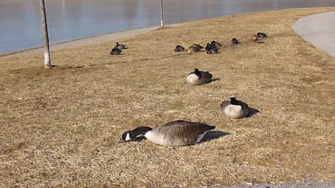 Geese & Mallards By Icy Pond